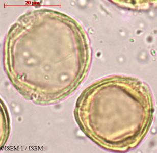 ISEM 1/Mallotus_repandus_24049/Mallotus_repandus_24049_0001(copy)_thumb.jpg